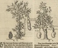 An illustration from Museum Museorum, Oder Vollständige Schau-Bühne Aller Materialien und Specereÿen: Nebst deren Natürlichen Beschreibung/ Election, Nutzen und Gebrauch/ Aus andern Material- Kunst- und Naturalien-Kammern/ Oost- und West-Indischen Reiß-Beschreibungen/ Curiosen Zeit- und Tag-Registern/ Natur- und Artzney-Kündigern/ wie auch selbst-eigenen Erfahrung ... (1704)