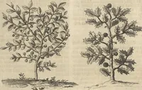 An illustration from Museum Museorum, Oder Vollständige Schau-Bühne Aller Materialien und Specereÿen: Nebst deren Natürlichen Beschreibung/ Election, Nutzen und Gebrauch/ Aus andern Material- Kunst- und Naturalien-Kammern/ Oost- und West-Indischen Reiß-Beschreibungen/ Curiosen Zeit- und Tag-Registern/ Natur- und Artzney-Kündigern/ wie auch selbst-eigenen Erfahrung ... (1704)