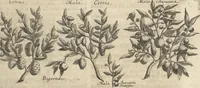 An illustration from Museum Museorum, Oder Vollständige Schau-Bühne Aller Materialien und Specereÿen: Nebst deren Natürlichen Beschreibung/ Election, Nutzen und Gebrauch/ Aus andern Material- Kunst- und Naturalien-Kammern/ Oost- und West-Indischen Reiß-Beschreibungen/ Curiosen Zeit- und Tag-Registern/ Natur- und Artzney-Kündigern/ wie auch selbst-eigenen Erfahrung ... (1704)