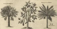 An illustration from Museum Museorum, Oder Vollständige Schau-Bühne Aller Materialien und Specereÿen: Nebst deren Natürlichen Beschreibung/ Election, Nutzen und Gebrauch/ Aus andern Material- Kunst- und Naturalien-Kammern/ Oost- und West-Indischen Reiß-Beschreibungen/ Curiosen Zeit- und Tag-Registern/ Natur- und Artzney-Kündigern/ wie auch selbst-eigenen Erfahrung ... (1704)