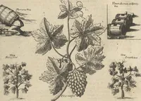 An illustration from Museum Museorum, Oder Vollständige Schau-Bühne Aller Materialien und Specereÿen: Nebst deren Natürlichen Beschreibung/ Election, Nutzen und Gebrauch/ Aus andern Material- Kunst- und Naturalien-Kammern/ Oost- und West-Indischen Reiß-Beschreibungen/ Curiosen Zeit- und Tag-Registern/ Natur- und Artzney-Kündigern/ wie auch selbst-eigenen Erfahrung ... (1704)