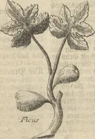 An illustration from Museum Museorum, Oder Vollständige Schau-Bühne Aller Materialien und Specereÿen: Nebst deren Natürlichen Beschreibung/ Election, Nutzen und Gebrauch/ Aus andern Material- Kunst- und Naturalien-Kammern/ Oost- und West-Indischen Reiß-Beschreibungen/ Curiosen Zeit- und Tag-Registern/ Natur- und Artzney-Kündigern/ wie auch selbst-eigenen Erfahrung ... (1704)