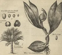 An illustration from Museum Museorum, Oder Vollständige Schau-Bühne Aller Materialien und Specereÿen: Nebst deren Natürlichen Beschreibung/ Election, Nutzen und Gebrauch/ Aus andern Material- Kunst- und Naturalien-Kammern/ Oost- und West-Indischen Reiß-Beschreibungen/ Curiosen Zeit- und Tag-Registern/ Natur- und Artzney-Kündigern/ wie auch selbst-eigenen Erfahrung ... (1704)