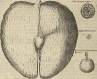 An illustration from Museum Museorum, Oder Vollständige Schau-Bühne Aller Materialien und Specereÿen: Nebst deren Natürlichen Beschreibung/ Election, Nutzen und Gebrauch/ Aus andern Material- Kunst- und Naturalien-Kammern/ Oost- und West-Indischen Reiß-Beschreibungen/ Curiosen Zeit- und Tag-Registern/ Natur- und Artzney-Kündigern/ wie auch selbst-eigenen Erfahrung ... (1704)