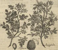 An illustration from Museum Museorum, Oder Vollständige Schau-Bühne Aller Materialien und Specereÿen: Nebst deren Natürlichen Beschreibung/ Election, Nutzen und Gebrauch/ Aus andern Material- Kunst- und Naturalien-Kammern/ Oost- und West-Indischen Reiß-Beschreibungen/ Curiosen Zeit- und Tag-Registern/ Natur- und Artzney-Kündigern/ wie auch selbst-eigenen Erfahrung ... (1704)