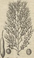 An illustration from Museum Museorum, Oder Vollständige Schau-Bühne Aller Materialien und Specereÿen: Nebst deren Natürlichen Beschreibung/ Election, Nutzen und Gebrauch/ Aus andern Material- Kunst- und Naturalien-Kammern/ Oost- und West-Indischen Reiß-Beschreibungen/ Curiosen Zeit- und Tag-Registern/ Natur- und Artzney-Kündigern/ wie auch selbst-eigenen Erfahrung ... (1704)