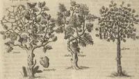 An illustration from Museum Museorum, Oder Vollständige Schau-Bühne Aller Materialien und Specereÿen: Nebst deren Natürlichen Beschreibung/ Election, Nutzen und Gebrauch/ Aus andern Material- Kunst- und Naturalien-Kammern/ Oost- und West-Indischen Reiß-Beschreibungen/ Curiosen Zeit- und Tag-Registern/ Natur- und Artzney-Kündigern/ wie auch selbst-eigenen Erfahrung ... (1704)