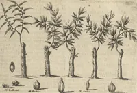 An illustration from Museum Museorum, Oder Vollständige Schau-Bühne Aller Materialien und Specereÿen: Nebst deren Natürlichen Beschreibung/ Election, Nutzen und Gebrauch/ Aus andern Material- Kunst- und Naturalien-Kammern/ Oost- und West-Indischen Reiß-Beschreibungen/ Curiosen Zeit- und Tag-Registern/ Natur- und Artzney-Kündigern/ wie auch selbst-eigenen Erfahrung ... (1704)