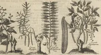 An illustration from Museum Museorum, Oder Vollständige Schau-Bühne Aller Materialien und Specereÿen: Nebst deren Natürlichen Beschreibung/ Election, Nutzen und Gebrauch/ Aus andern Material- Kunst- und Naturalien-Kammern/ Oost- und West-Indischen Reiß-Beschreibungen/ Curiosen Zeit- und Tag-Registern/ Natur- und Artzney-Kündigern/ wie auch selbst-eigenen Erfahrung ... (1704)