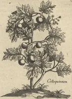 An illustration from Museum Museorum, Oder Vollständige Schau-Bühne Aller Materialien und Specereÿen: Nebst deren Natürlichen Beschreibung/ Election, Nutzen und Gebrauch/ Aus andern Material- Kunst- und Naturalien-Kammern/ Oost- und West-Indischen Reiß-Beschreibungen/ Curiosen Zeit- und Tag-Registern/ Natur- und Artzney-Kündigern/ wie auch selbst-eigenen Erfahrung ... (1704)