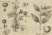 An illustration from Museum Museorum, Oder Vollständige Schau-Bühne Aller Materialien und Specereÿen: Nebst deren Natürlichen Beschreibung/ Election, Nutzen und Gebrauch/ Aus andern Material- Kunst- und Naturalien-Kammern/ Oost- und West-Indischen Reiß-Beschreibungen/ Curiosen Zeit- und Tag-Registern/ Natur- und Artzney-Kündigern/ wie auch selbst-eigenen Erfahrung ... (1704)
