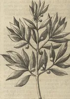An illustration from Museum Museorum, Oder Vollständige Schau-Bühne Aller Materialien und Specereÿen: Nebst deren Natürlichen Beschreibung/ Election, Nutzen und Gebrauch/ Aus andern Material- Kunst- und Naturalien-Kammern/ Oost- und West-Indischen Reiß-Beschreibungen/ Curiosen Zeit- und Tag-Registern/ Natur- und Artzney-Kündigern/ wie auch selbst-eigenen Erfahrung ... (1704)