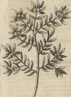 An illustration from Museum Museorum, Oder Vollständige Schau-Bühne Aller Materialien und Specereÿen: Nebst deren Natürlichen Beschreibung/ Election, Nutzen und Gebrauch/ Aus andern Material- Kunst- und Naturalien-Kammern/ Oost- und West-Indischen Reiß-Beschreibungen/ Curiosen Zeit- und Tag-Registern/ Natur- und Artzney-Kündigern/ wie auch selbst-eigenen Erfahrung ... (1704)