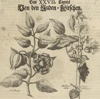 An illustration from Museum Museorum, Oder Vollständige Schau-Bühne Aller Materialien und Specereÿen: Nebst deren Natürlichen Beschreibung/ Election, Nutzen und Gebrauch/ Aus andern Material- Kunst- und Naturalien-Kammern/ Oost- und West-Indischen Reiß-Beschreibungen/ Curiosen Zeit- und Tag-Registern/ Natur- und Artzney-Kündigern/ wie auch selbst-eigenen Erfahrung ... (1704)