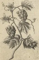 An illustration from Museum Museorum, Oder Vollständige Schau-Bühne Aller Materialien und Specereÿen: Nebst deren Natürlichen Beschreibung/ Election, Nutzen und Gebrauch/ Aus andern Material- Kunst- und Naturalien-Kammern/ Oost- und West-Indischen Reiß-Beschreibungen/ Curiosen Zeit- und Tag-Registern/ Natur- und Artzney-Kündigern/ wie auch selbst-eigenen Erfahrung ... (1704)