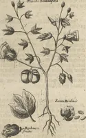 An illustration from Museum Museorum, Oder Vollständige Schau-Bühne Aller Materialien und Specereÿen: Nebst deren Natürlichen Beschreibung/ Election, Nutzen und Gebrauch/ Aus andern Material- Kunst- und Naturalien-Kammern/ Oost- und West-Indischen Reiß-Beschreibungen/ Curiosen Zeit- und Tag-Registern/ Natur- und Artzney-Kündigern/ wie auch selbst-eigenen Erfahrung ... (1704)