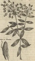 An illustration from Museum Museorum, Oder Vollständige Schau-Bühne Aller Materialien und Specereÿen: Nebst deren Natürlichen Beschreibung/ Election, Nutzen und Gebrauch/ Aus andern Material- Kunst- und Naturalien-Kammern/ Oost- und West-Indischen Reiß-Beschreibungen/ Curiosen Zeit- und Tag-Registern/ Natur- und Artzney-Kündigern/ wie auch selbst-eigenen Erfahrung ... (1704)