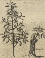 An illustration from Museum Museorum, Oder Vollständige Schau-Bühne Aller Materialien und Specereÿen: Nebst deren Natürlichen Beschreibung/ Election, Nutzen und Gebrauch/ Aus andern Material- Kunst- und Naturalien-Kammern/ Oost- und West-Indischen Reiß-Beschreibungen/ Curiosen Zeit- und Tag-Registern/ Natur- und Artzney-Kündigern/ wie auch selbst-eigenen Erfahrung ... (1704)