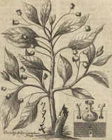 An illustration from Museum Museorum, Oder Vollständige Schau-Bühne Aller Materialien und Specereÿen: Nebst deren Natürlichen Beschreibung/ Election, Nutzen und Gebrauch/ Aus andern Material- Kunst- und Naturalien-Kammern/ Oost- und West-Indischen Reiß-Beschreibungen/ Curiosen Zeit- und Tag-Registern/ Natur- und Artzney-Kündigern/ wie auch selbst-eigenen Erfahrung ... (1704)