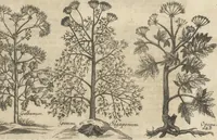 An illustration from Museum Museorum, Oder Vollständige Schau-Bühne Aller Materialien und Specereÿen: Nebst deren Natürlichen Beschreibung/ Election, Nutzen und Gebrauch/ Aus andern Material- Kunst- und Naturalien-Kammern/ Oost- und West-Indischen Reiß-Beschreibungen/ Curiosen Zeit- und Tag-Registern/ Natur- und Artzney-Kündigern/ wie auch selbst-eigenen Erfahrung ... (1704)