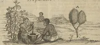 An illustration from Museum Museorum, Oder Vollständige Schau-Bühne Aller Materialien und Specereÿen: Nebst deren Natürlichen Beschreibung/ Election, Nutzen und Gebrauch/ Aus andern Material- Kunst- und Naturalien-Kammern/ Oost- und West-Indischen Reiß-Beschreibungen/ Curiosen Zeit- und Tag-Registern/ Natur- und Artzney-Kündigern/ wie auch selbst-eigenen Erfahrung ... (1704)