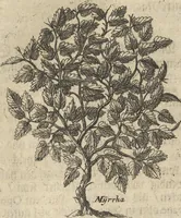 An illustration from Museum Museorum, Oder Vollständige Schau-Bühne Aller Materialien und Specereÿen: Nebst deren Natürlichen Beschreibung/ Election, Nutzen und Gebrauch/ Aus andern Material- Kunst- und Naturalien-Kammern/ Oost- und West-Indischen Reiß-Beschreibungen/ Curiosen Zeit- und Tag-Registern/ Natur- und Artzney-Kündigern/ wie auch selbst-eigenen Erfahrung ... (1704)
