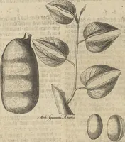 Picture 191 of 284 from Museum Museorum, Oder Vollständige Schau-Bühne Aller Materialien und Specereÿen: Nebst deren Natürlichen Beschreibung/ Election, Nutzen und Gebrauch/ Aus andern Material- Kunst- und Naturalien-Kammern/ Oost- und West-Indischen Reiß-Beschreibungen/ Curiosen Zeit- und Tag-Registern/ Natur- und Artzney-Kündigern/ wie auch selbst-eigenen Erfahrung ... (1704), leaf 402