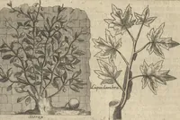 An illustration from Museum Museorum, Oder Vollständige Schau-Bühne Aller Materialien und Specereÿen: Nebst deren Natürlichen Beschreibung/ Election, Nutzen und Gebrauch/ Aus andern Material- Kunst- und Naturalien-Kammern/ Oost- und West-Indischen Reiß-Beschreibungen/ Curiosen Zeit- und Tag-Registern/ Natur- und Artzney-Kündigern/ wie auch selbst-eigenen Erfahrung ... (1704)