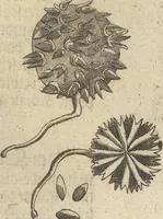 An illustration from Museum Museorum, Oder Vollständige Schau-Bühne Aller Materialien und Specereÿen: Nebst deren Natürlichen Beschreibung/ Election, Nutzen und Gebrauch/ Aus andern Material- Kunst- und Naturalien-Kammern/ Oost- und West-Indischen Reiß-Beschreibungen/ Curiosen Zeit- und Tag-Registern/ Natur- und Artzney-Kündigern/ wie auch selbst-eigenen Erfahrung ... (1704)