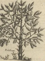An illustration from Museum Museorum, Oder Vollständige Schau-Bühne Aller Materialien und Specereÿen: Nebst deren Natürlichen Beschreibung/ Election, Nutzen und Gebrauch/ Aus andern Material- Kunst- und Naturalien-Kammern/ Oost- und West-Indischen Reiß-Beschreibungen/ Curiosen Zeit- und Tag-Registern/ Natur- und Artzney-Kündigern/ wie auch selbst-eigenen Erfahrung ... (1704)