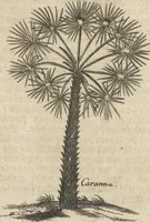 An illustration from Museum Museorum, Oder Vollständige Schau-Bühne Aller Materialien und Specereÿen: Nebst deren Natürlichen Beschreibung/ Election, Nutzen und Gebrauch/ Aus andern Material- Kunst- und Naturalien-Kammern/ Oost- und West-Indischen Reiß-Beschreibungen/ Curiosen Zeit- und Tag-Registern/ Natur- und Artzney-Kündigern/ wie auch selbst-eigenen Erfahrung ... (1704)