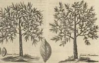 An illustration from Museum Museorum, Oder Vollständige Schau-Bühne Aller Materialien und Specereÿen: Nebst deren Natürlichen Beschreibung/ Election, Nutzen und Gebrauch/ Aus andern Material- Kunst- und Naturalien-Kammern/ Oost- und West-Indischen Reiß-Beschreibungen/ Curiosen Zeit- und Tag-Registern/ Natur- und Artzney-Kündigern/ wie auch selbst-eigenen Erfahrung ... (1704)