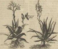 An illustration from Museum Museorum, Oder Vollständige Schau-Bühne Aller Materialien und Specereÿen: Nebst deren Natürlichen Beschreibung/ Election, Nutzen und Gebrauch/ Aus andern Material- Kunst- und Naturalien-Kammern/ Oost- und West-Indischen Reiß-Beschreibungen/ Curiosen Zeit- und Tag-Registern/ Natur- und Artzney-Kündigern/ wie auch selbst-eigenen Erfahrung ... (1704)