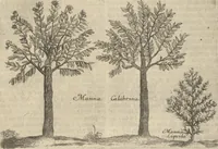 An illustration from Museum Museorum, Oder Vollständige Schau-Bühne Aller Materialien und Specereÿen: Nebst deren Natürlichen Beschreibung/ Election, Nutzen und Gebrauch/ Aus andern Material- Kunst- und Naturalien-Kammern/ Oost- und West-Indischen Reiß-Beschreibungen/ Curiosen Zeit- und Tag-Registern/ Natur- und Artzney-Kündigern/ wie auch selbst-eigenen Erfahrung ... (1704)