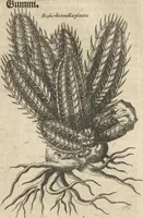 An illustration from Museum Museorum, Oder Vollständige Schau-Bühne Aller Materialien und Specereÿen: Nebst deren Natürlichen Beschreibung/ Election, Nutzen und Gebrauch/ Aus andern Material- Kunst- und Naturalien-Kammern/ Oost- und West-Indischen Reiß-Beschreibungen/ Curiosen Zeit- und Tag-Registern/ Natur- und Artzney-Kündigern/ wie auch selbst-eigenen Erfahrung ... (1704)