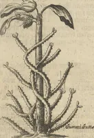 An illustration from Museum Museorum, Oder Vollständige Schau-Bühne Aller Materialien und Specereÿen: Nebst deren Natürlichen Beschreibung/ Election, Nutzen und Gebrauch/ Aus andern Material- Kunst- und Naturalien-Kammern/ Oost- und West-Indischen Reiß-Beschreibungen/ Curiosen Zeit- und Tag-Registern/ Natur- und Artzney-Kündigern/ wie auch selbst-eigenen Erfahrung ... (1704)