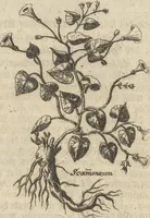 An illustration from Museum Museorum, Oder Vollständige Schau-Bühne Aller Materialien und Specereÿen: Nebst deren Natürlichen Beschreibung/ Election, Nutzen und Gebrauch/ Aus andern Material- Kunst- und Naturalien-Kammern/ Oost- und West-Indischen Reiß-Beschreibungen/ Curiosen Zeit- und Tag-Registern/ Natur- und Artzney-Kündigern/ wie auch selbst-eigenen Erfahrung ... (1704)