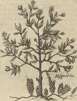 An illustration from Museum Museorum, Oder Vollständige Schau-Bühne Aller Materialien und Specereÿen: Nebst deren Natürlichen Beschreibung/ Election, Nutzen und Gebrauch/ Aus andern Material- Kunst- und Naturalien-Kammern/ Oost- und West-Indischen Reiß-Beschreibungen/ Curiosen Zeit- und Tag-Registern/ Natur- und Artzney-Kündigern/ wie auch selbst-eigenen Erfahrung ... (1704)