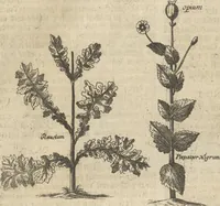 An illustration from Museum Museorum, Oder Vollständige Schau-Bühne Aller Materialien und Specereÿen: Nebst deren Natürlichen Beschreibung/ Election, Nutzen und Gebrauch/ Aus andern Material- Kunst- und Naturalien-Kammern/ Oost- und West-Indischen Reiß-Beschreibungen/ Curiosen Zeit- und Tag-Registern/ Natur- und Artzney-Kündigern/ wie auch selbst-eigenen Erfahrung ... (1704)