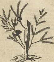 An illustration from Museum Museorum, Oder Vollständige Schau-Bühne Aller Materialien und Specereÿen: Nebst deren Natürlichen Beschreibung/ Election, Nutzen und Gebrauch/ Aus andern Material- Kunst- und Naturalien-Kammern/ Oost- und West-Indischen Reiß-Beschreibungen/ Curiosen Zeit- und Tag-Registern/ Natur- und Artzney-Kündigern/ wie auch selbst-eigenen Erfahrung ... (1704)