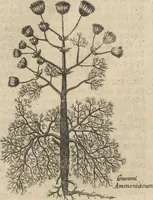 Picture 213 of 284 from Museum Museorum, Oder Vollständige Schau-Bühne Aller Materialien und Specereÿen: Nebst deren Natürlichen Beschreibung/ Election, Nutzen und Gebrauch/ Aus andern Material- Kunst- und Naturalien-Kammern/ Oost- und West-Indischen Reiß-Beschreibungen/ Curiosen Zeit- und Tag-Registern/ Natur- und Artzney-Kündigern/ wie auch selbst-eigenen Erfahrung ... (1704), leaf 436
