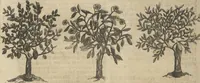 An illustration from Museum Museorum, Oder Vollständige Schau-Bühne Aller Materialien und Specereÿen: Nebst deren Natürlichen Beschreibung/ Election, Nutzen und Gebrauch/ Aus andern Material- Kunst- und Naturalien-Kammern/ Oost- und West-Indischen Reiß-Beschreibungen/ Curiosen Zeit- und Tag-Registern/ Natur- und Artzney-Kündigern/ wie auch selbst-eigenen Erfahrung ... (1704)