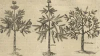 An illustration from Museum Museorum, Oder Vollständige Schau-Bühne Aller Materialien und Specereÿen: Nebst deren Natürlichen Beschreibung/ Election, Nutzen und Gebrauch/ Aus andern Material- Kunst- und Naturalien-Kammern/ Oost- und West-Indischen Reiß-Beschreibungen/ Curiosen Zeit- und Tag-Registern/ Natur- und Artzney-Kündigern/ wie auch selbst-eigenen Erfahrung ... (1704)