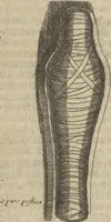 An illustration from Museum Museorum, Oder Vollständige Schau-Bühne Aller Materialien und Specereÿen: Nebst deren Natürlichen Beschreibung/ Election, Nutzen und Gebrauch/ Aus andern Material- Kunst- und Naturalien-Kammern/ Oost- und West-Indischen Reiß-Beschreibungen/ Curiosen Zeit- und Tag-Registern/ Natur- und Artzney-Kündigern/ wie auch selbst-eigenen Erfahrung ... (1704)