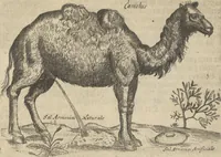An illustration from Museum Museorum, Oder Vollständige Schau-Bühne Aller Materialien und Specereÿen: Nebst deren Natürlichen Beschreibung/ Election, Nutzen und Gebrauch/ Aus andern Material- Kunst- und Naturalien-Kammern/ Oost- und West-Indischen Reiß-Beschreibungen/ Curiosen Zeit- und Tag-Registern/ Natur- und Artzney-Kündigern/ wie auch selbst-eigenen Erfahrung ... (1704)