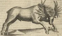An illustration from Museum Museorum, Oder Vollständige Schau-Bühne Aller Materialien und Specereÿen: Nebst deren Natürlichen Beschreibung/ Election, Nutzen und Gebrauch/ Aus andern Material- Kunst- und Naturalien-Kammern/ Oost- und West-Indischen Reiß-Beschreibungen/ Curiosen Zeit- und Tag-Registern/ Natur- und Artzney-Kündigern/ wie auch selbst-eigenen Erfahrung ... (1704)