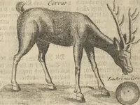 An illustration from Museum Museorum, Oder Vollständige Schau-Bühne Aller Materialien und Specereÿen: Nebst deren Natürlichen Beschreibung/ Election, Nutzen und Gebrauch/ Aus andern Material- Kunst- und Naturalien-Kammern/ Oost- und West-Indischen Reiß-Beschreibungen/ Curiosen Zeit- und Tag-Registern/ Natur- und Artzney-Kündigern/ wie auch selbst-eigenen Erfahrung ... (1704)