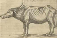 An illustration from Museum Museorum, Oder Vollständige Schau-Bühne Aller Materialien und Specereÿen: Nebst deren Natürlichen Beschreibung/ Election, Nutzen und Gebrauch/ Aus andern Material- Kunst- und Naturalien-Kammern/ Oost- und West-Indischen Reiß-Beschreibungen/ Curiosen Zeit- und Tag-Registern/ Natur- und Artzney-Kündigern/ wie auch selbst-eigenen Erfahrung ... (1704)
