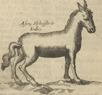 An illustration from Museum Museorum, Oder Vollständige Schau-Bühne Aller Materialien und Specereÿen: Nebst deren Natürlichen Beschreibung/ Election, Nutzen und Gebrauch/ Aus andern Material- Kunst- und Naturalien-Kammern/ Oost- und West-Indischen Reiß-Beschreibungen/ Curiosen Zeit- und Tag-Registern/ Natur- und Artzney-Kündigern/ wie auch selbst-eigenen Erfahrung ... (1704)