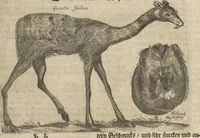 An illustration from Museum Museorum, Oder Vollständige Schau-Bühne Aller Materialien und Specereÿen: Nebst deren Natürlichen Beschreibung/ Election, Nutzen und Gebrauch/ Aus andern Material- Kunst- und Naturalien-Kammern/ Oost- und West-Indischen Reiß-Beschreibungen/ Curiosen Zeit- und Tag-Registern/ Natur- und Artzney-Kündigern/ wie auch selbst-eigenen Erfahrung ... (1704)